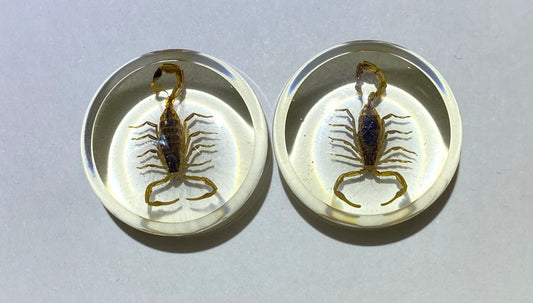 Real Scorpion Inlay Resin Plug