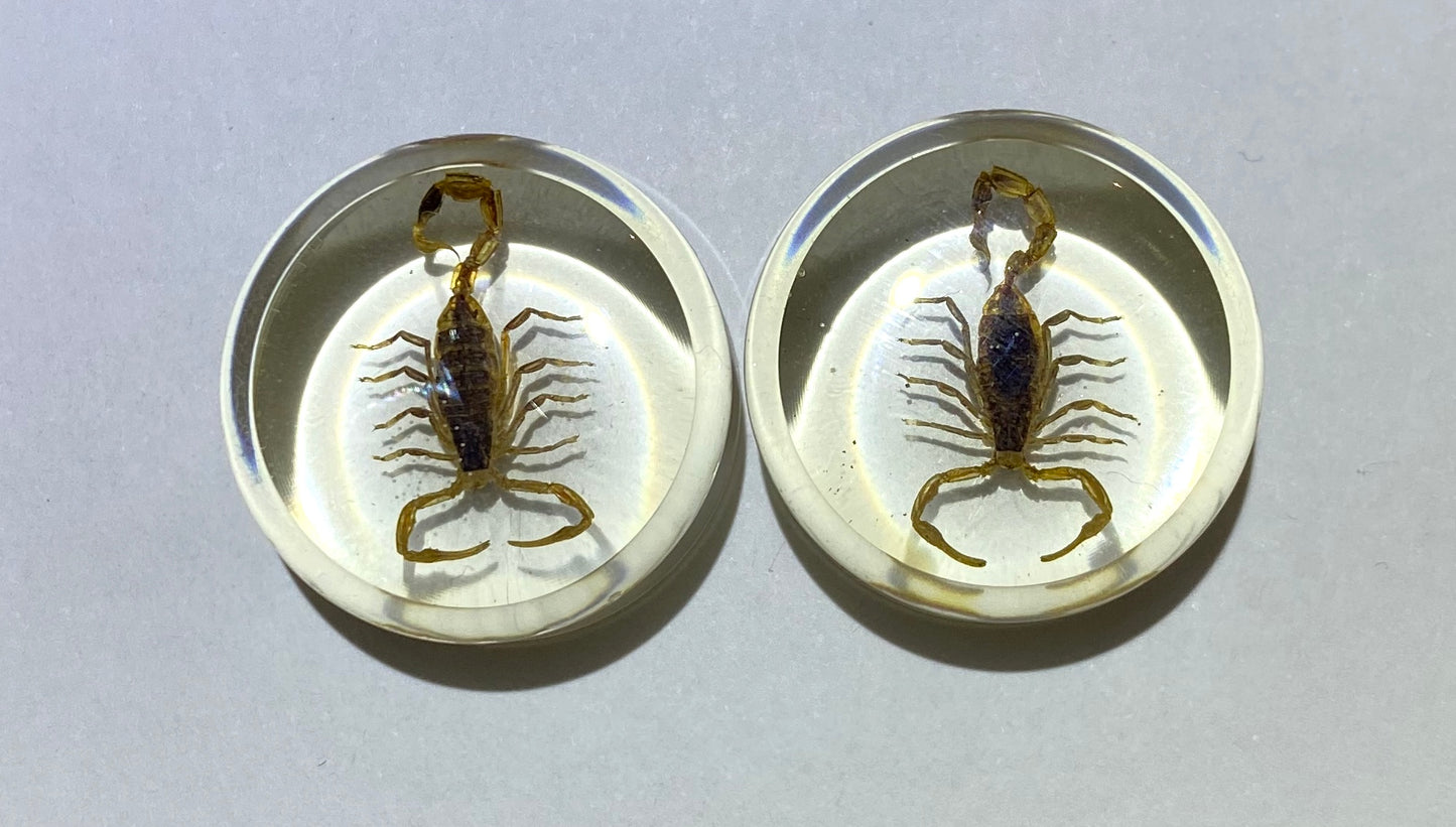 Real Scorpion Inlay Resin Plug
